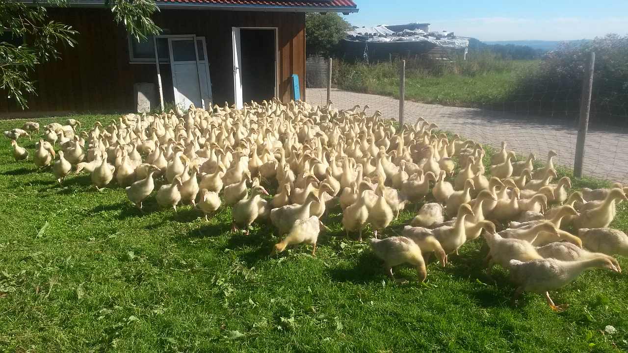 Faq Geflügelhof Müller